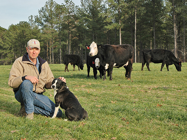 Donny Stephens always has a great crop of heifers, but this year&#039;s were described as some of his best ever by veterinarian Soren Rodning.(Progressive Farmer photo by Becky Mills)
